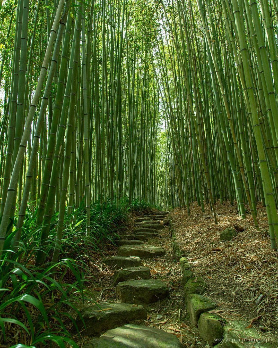 Arashiyama Bamboo Grove, Kyoto